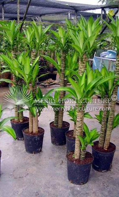 Dracaena fragrans massegeana (3 stem)